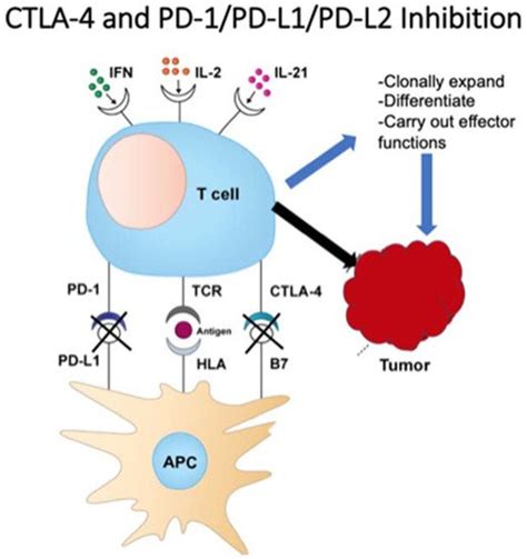 Evolution Of Cancer Immunotherapy Encyclopedia Mdpi