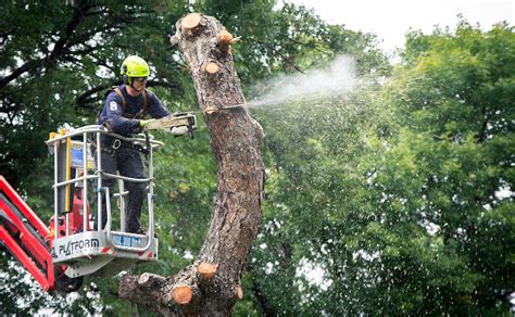 Tree Cutting and Stump Removal Services in Minneapolis | Rainbow Treecare