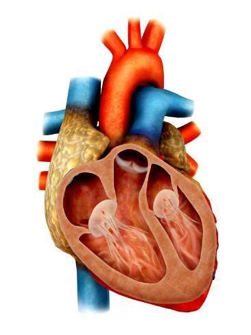 Anatomy Of Human Heart Cross Section Photographic Print Stocktrek
