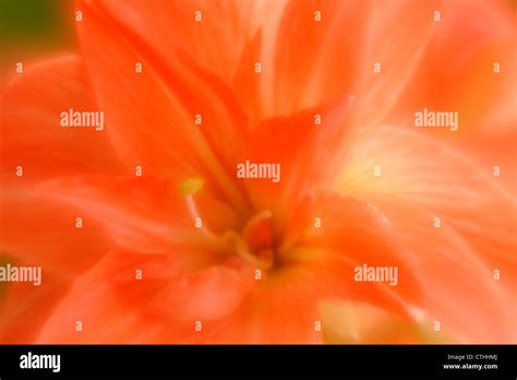 Amaryllis Flower Multiple Exposure Soft Focus Effect Greater Sudbury