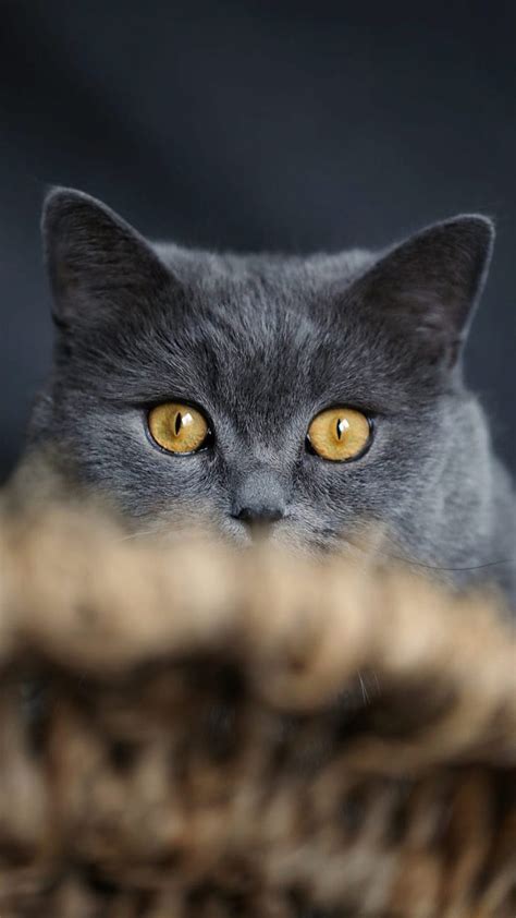 1920x1080px 1080p Free Download Oooops Cat Cats Cute Gris Grey
