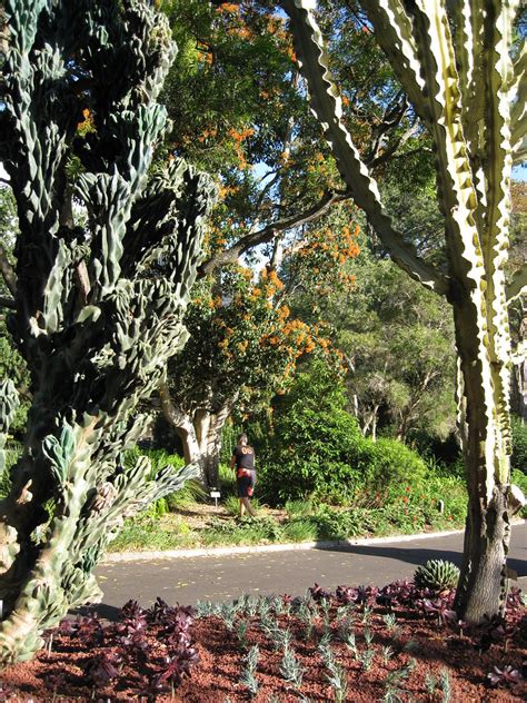 Large Cacti In The Royal Botanic Gardens Sydney Img1094 Flickr