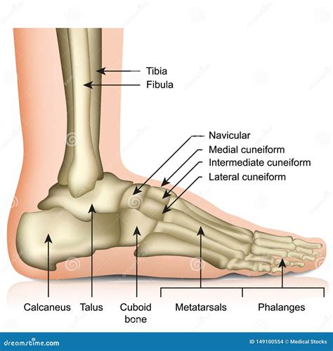 Bones Of The Foot And Ankle Joint Medical Vector Illustration Isolated