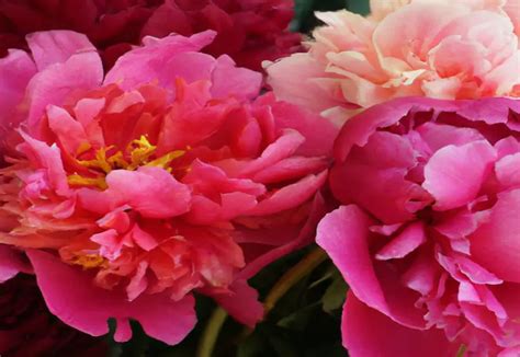 Types Of Peonies Categories Varieties And Colors Of Peony Flowers