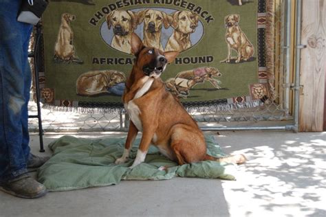 Dog For Adoption Sapphire An Akita And Rhodesian Ridgeback Mix In
