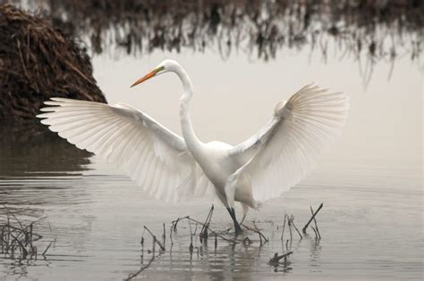 White Long Beaked Bird On Body Of Water Free Image Peakpx