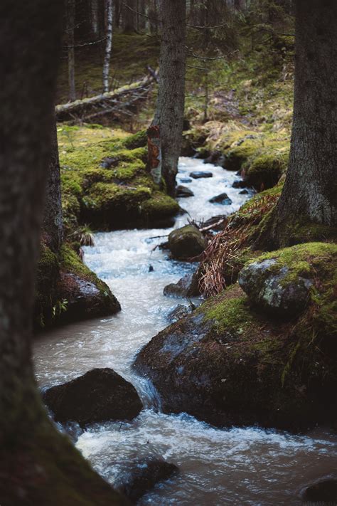 Forest Stream In Paimio Finland 2160x3240 Oc Nature Aesthetic