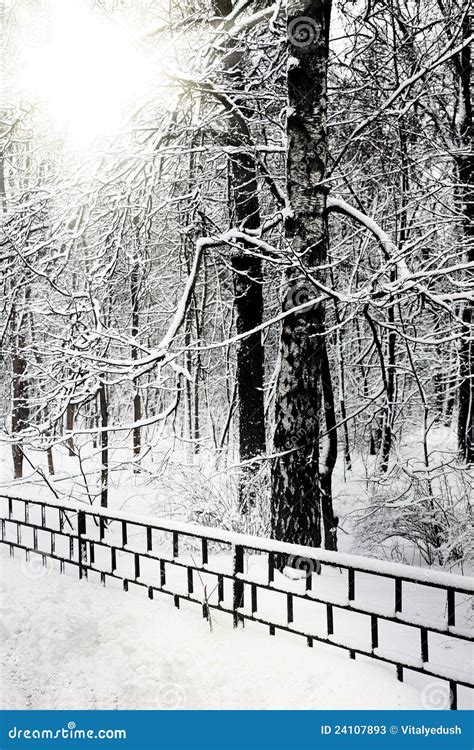 Silent Snow Covered Urban Park In Winter Stock Image Image Of Scene