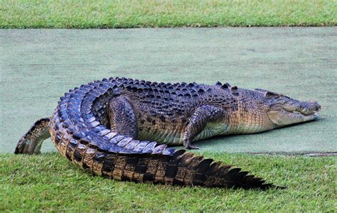 Saltwater Crocodile Crocodylus Porosus Zoochat