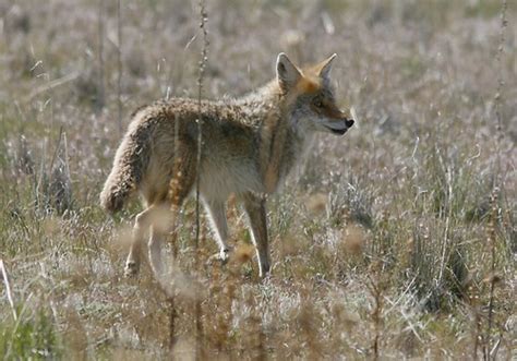 Fewer Takers Than Expected For Utahs New 50 Coyote Bounty The Salt