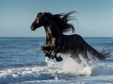 Friesian Stallion Jumping Into The Balearic Sea Gorgeousphotography