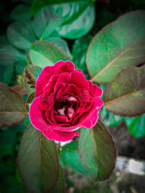Beautiful Red Rose Image In Nature Stock Photo Image Of Beautiful