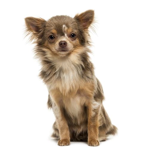 Front View Of A Chihuahua Puppy Looking At The Camera 6 Months Stock