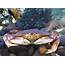 Dungeness Crabs In Puget Sound  Encyclopedia Of