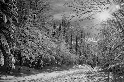 Black And White Snow Forest Image Free Stock Photo