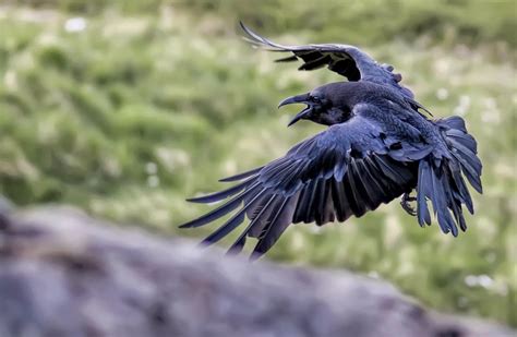 Pin By Roninseb On Beautiful Predators Raven Photography Pet Birds