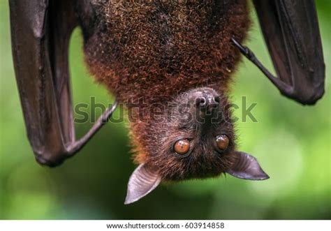 Large Malayan Flying Fox Closeup Portrait Stock Photo 603914858