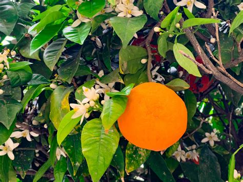 Orange Tree Blooming Free Stock Photo Public Domain Pictures