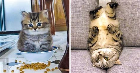 23 Times Cats Messed Up So Cutely They Totally Stole Our Hearts
