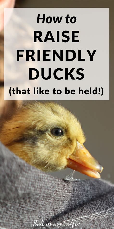 How To Raise Friendly Ducks Salt In My Coffee Backyard Ducks Duck