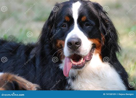 Funny Bernese Mountain Dog Stock Image Image Of Training 74158109