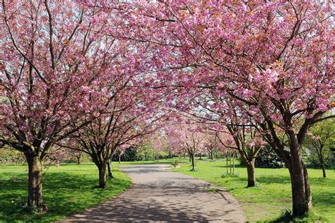 Japan To Plant 1000 Of Its Iconic Cherry Blossom Trees In Britain