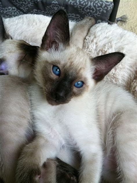 17 Hq Pictures Blue Point Siamese Kittens For Sale Ontario Carolina