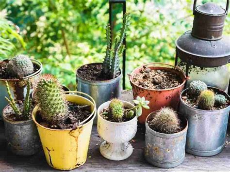 13 Best Indoor Cactus For Beginners And Complete Growers Guide