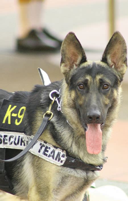 Usk9 K9 Training Police Dogs For Sale Dog Training