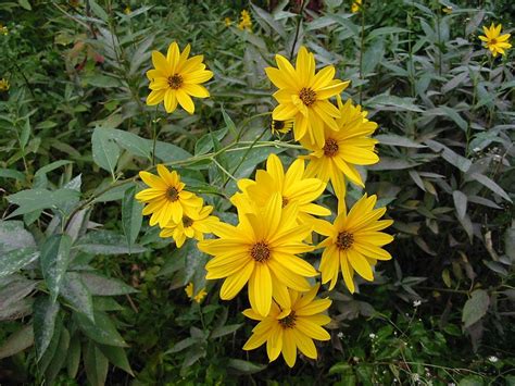 Le specie elencate nel catalogo vegetazione spontanea con fiore giallo. Giardinauta! "Coltivando" il tuo pollice verde...