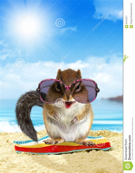 Funny Animal On Summer Holiday Squirrel On The Beach Stock Image