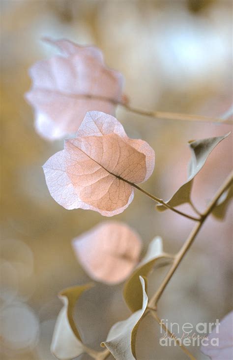 Pastel Petals Photograph By Julie Palencia Fine Art America