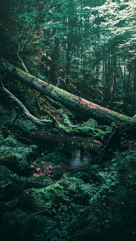 Aesthetic Dark Green Forest Aesthetic Forest Hd Wallpapers