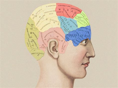 Phrenology What Is It And How Did It Contribute To Neuroscience