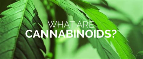 Explaining Cannabinoids Center For Health And Wellness