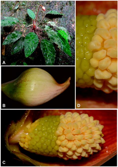 Ad Piptospatha Ridleyi Nebr Ex Hookf A Plant In Habitat At