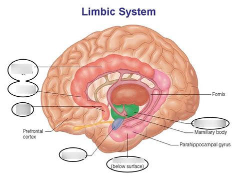 Limbic System Diagram Quizlet