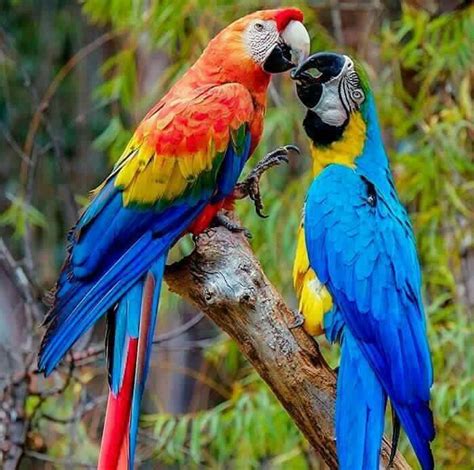Macau Parrots Aves Exóticas Fotos De Aves Pájaros Hermosos