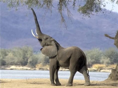 Elephant Animal Wildlife
