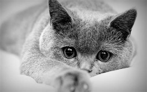 British Shorthair Wallpapers Wallpaper Cave