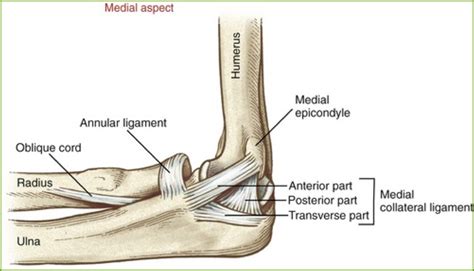 Anatomy Of The Elbow Elbow Anatomy