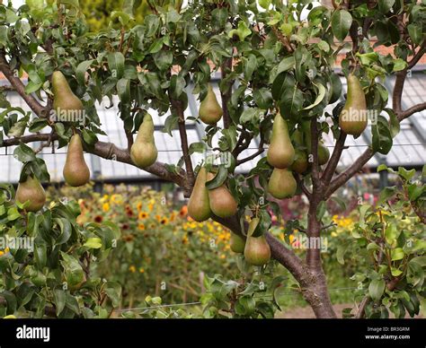 Pear Tree Bearing Fruit Stock Photo Alamy