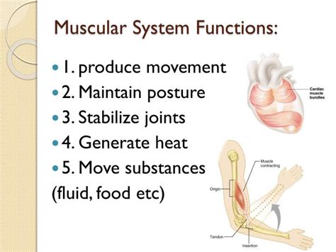 50 Best Ideas For Coloring Muscular System Functions