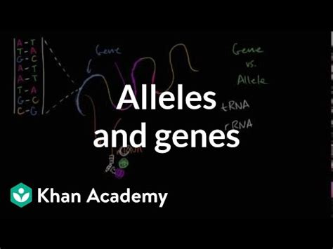 · what is the dna . How Do Proteins Relate To Traits / Genetics Piece Of The ...