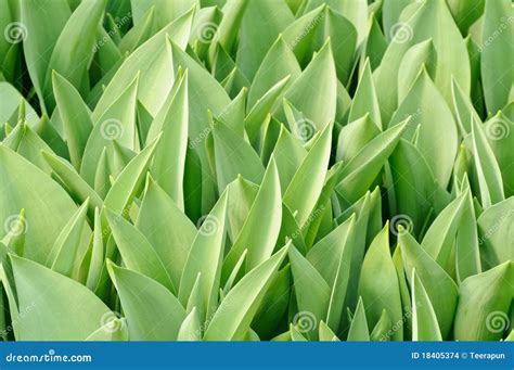 Tulip Leaf Stock Images Image 18405374