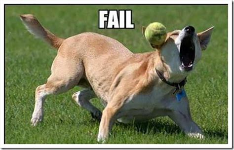 13 Hilarious Animal Fails That Will Brighten Up Your Day
