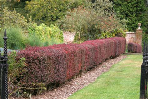 Best Low Maintenance Hedging Varieties Matthews Picks