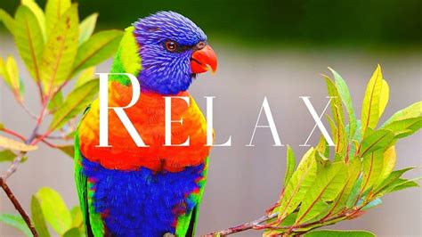 Relax Ambient Music And Chillout Music Music For Study And Work Youtube