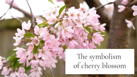 The Meaning And Symbolism Of Cherry Blossom Youtube