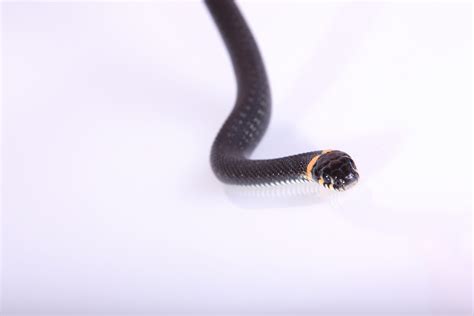 Free Photo Snake Animal Nature Tongue Free Download Jooinn
